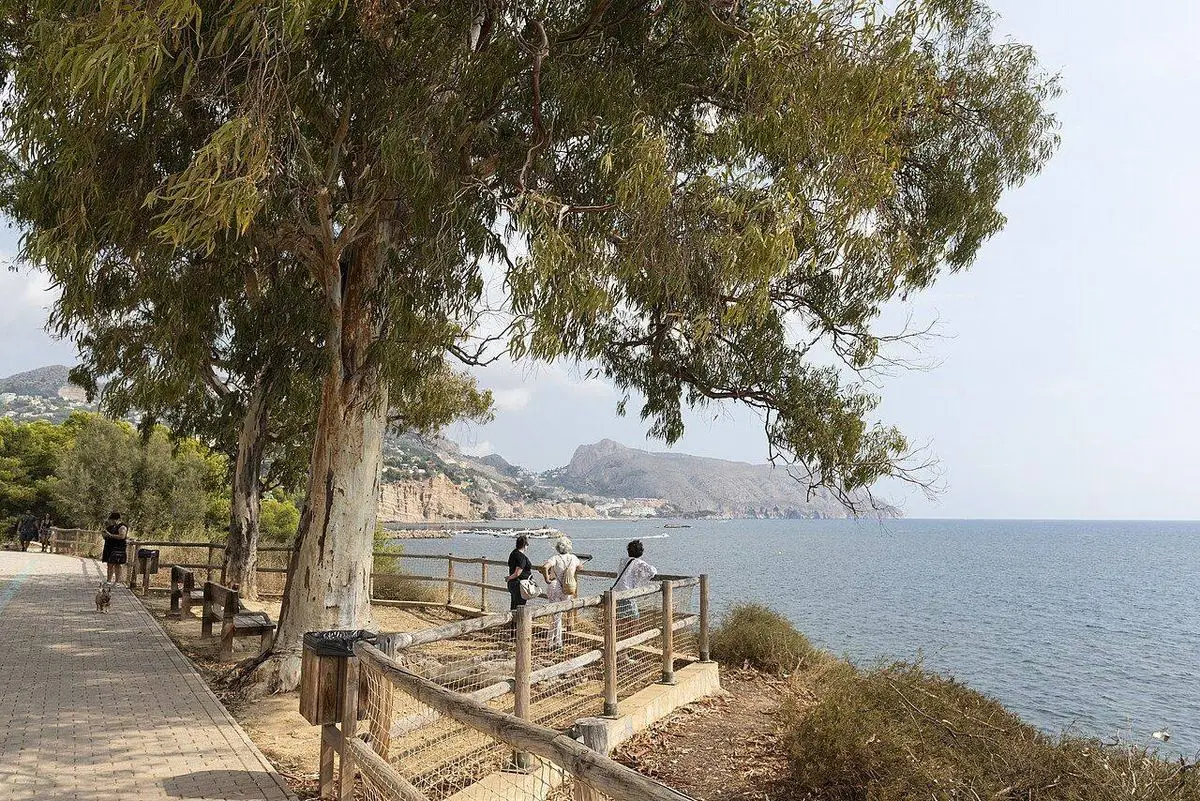 El mirador del camino de la costa bajo un eucalipto, y detrás la bahía y la costa acantilada