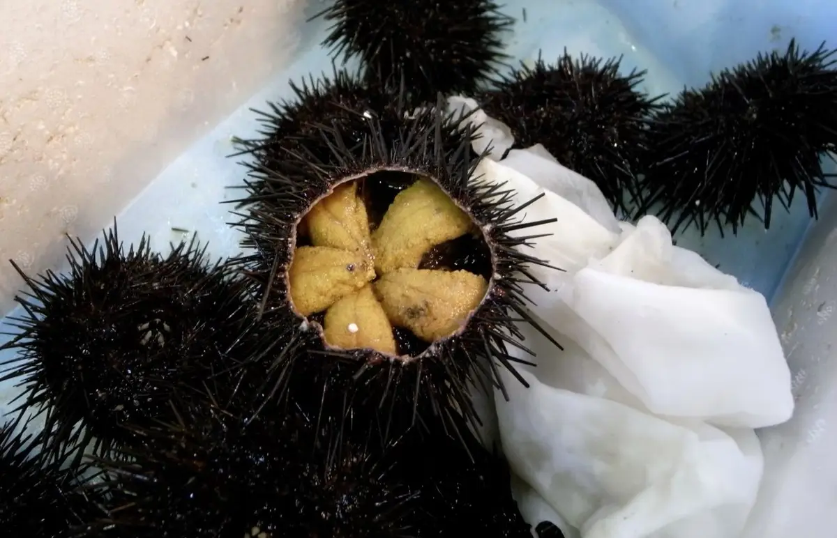 Varios erizos de mar negros y espinosos en una bandeja; uno está abierto y muestra cinco lenguas de huevas amarillo anaranjadas.