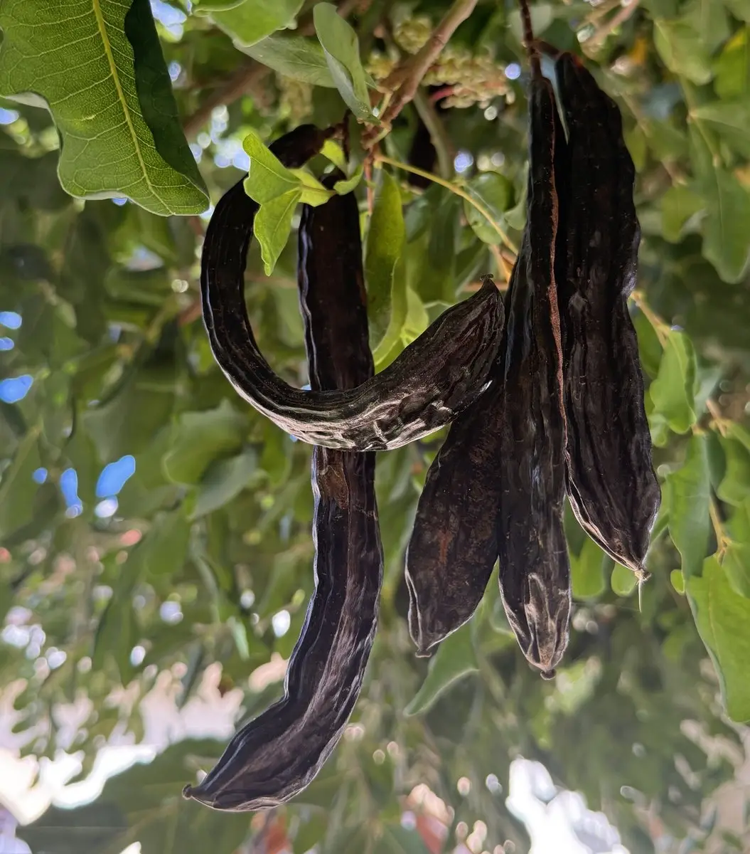 Cuatro algarrobas de color marrón oscuro y brillante cuelgan de una rama, una de ellas curvada en arco; alrededor, hojas verdes.