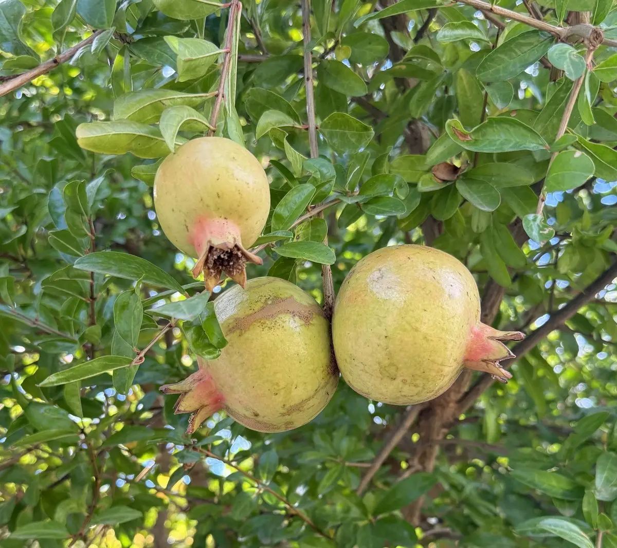 Tres granadas cuelgan de una rama, de piel verde amarillenta con toques rosados y la corona aún en el fruto; alrededor, hojas pequeñas y brillantes.