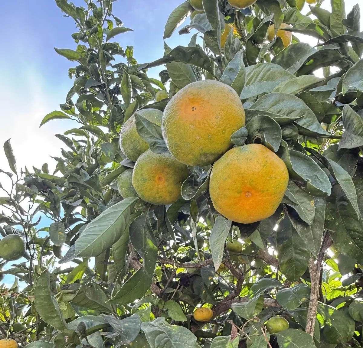 Mandarinas entre el follaje denso, de piel naranja con manchas verdes; detrás, el cielo azul.
