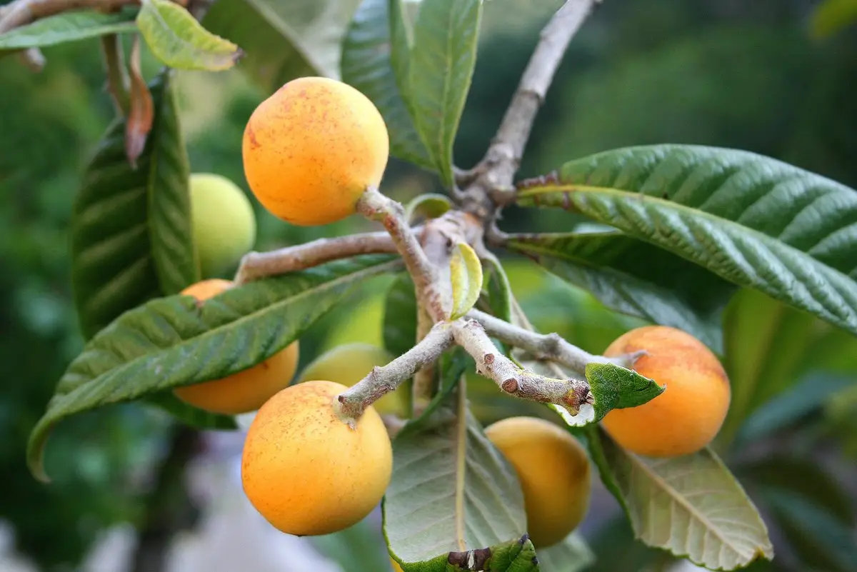 Una rama de níspero con grandes hojas nervadas y varios frutos redondos amarillo anaranjados, algunos aún verdes; el fondo, verde y desenfocado.