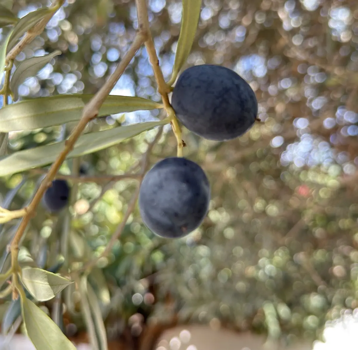 Dos aceitunas maduras, negro azuladas, cuelgan de una rama de hojas estrechas verde plata; detrás, desenfocado, el follaje del árbol.