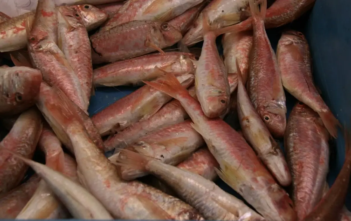 Una caja llena de salmonetes frescos, rosados con manchas rojas, amontonados sobre plástico azul.