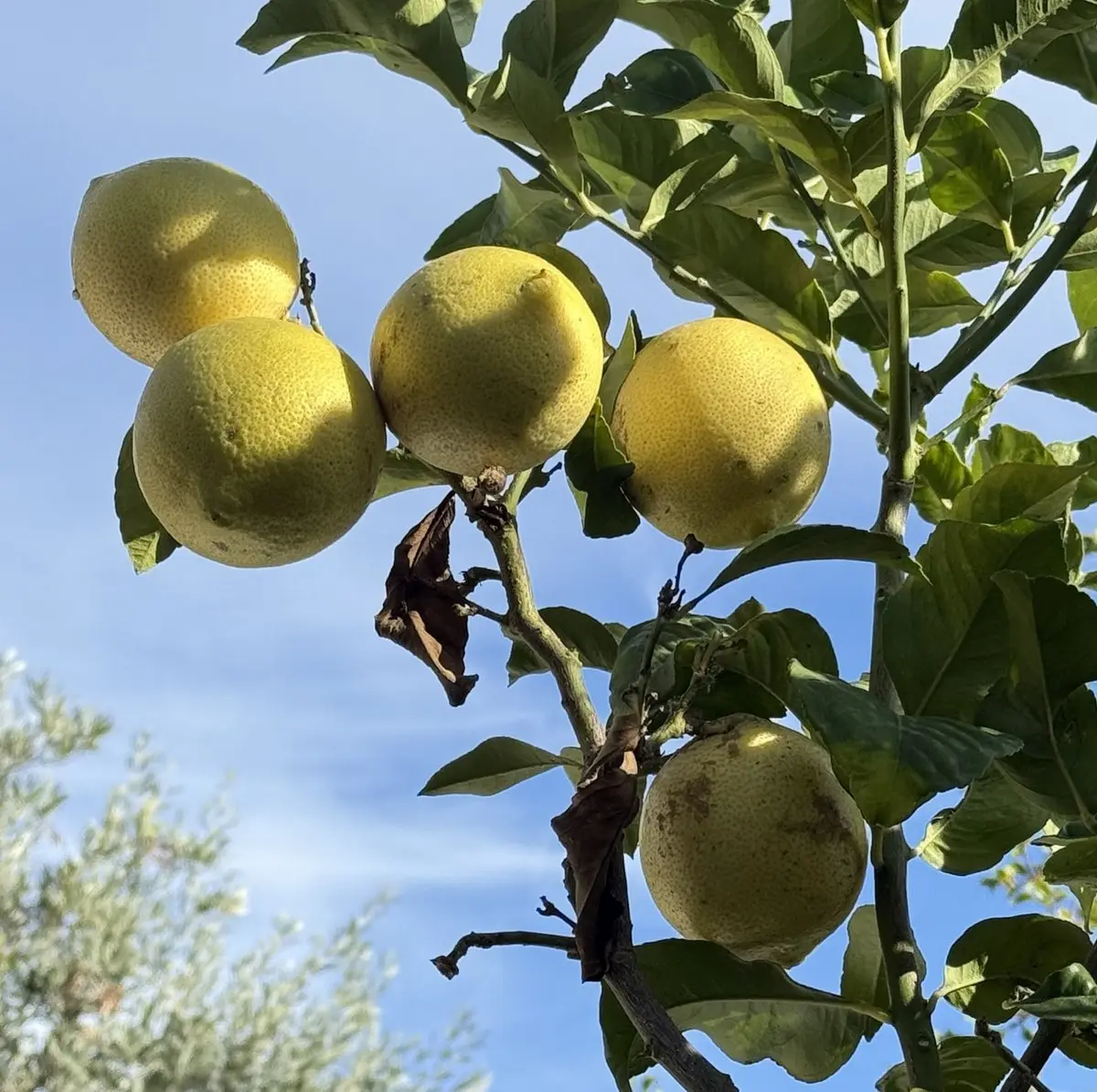 Cinco limones amarillos en una rama contra el cielo azul; abajo, desenfocado, un olivo.
